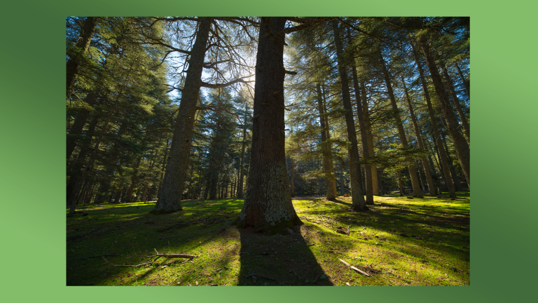 ecosystems-forestiers-thumnail