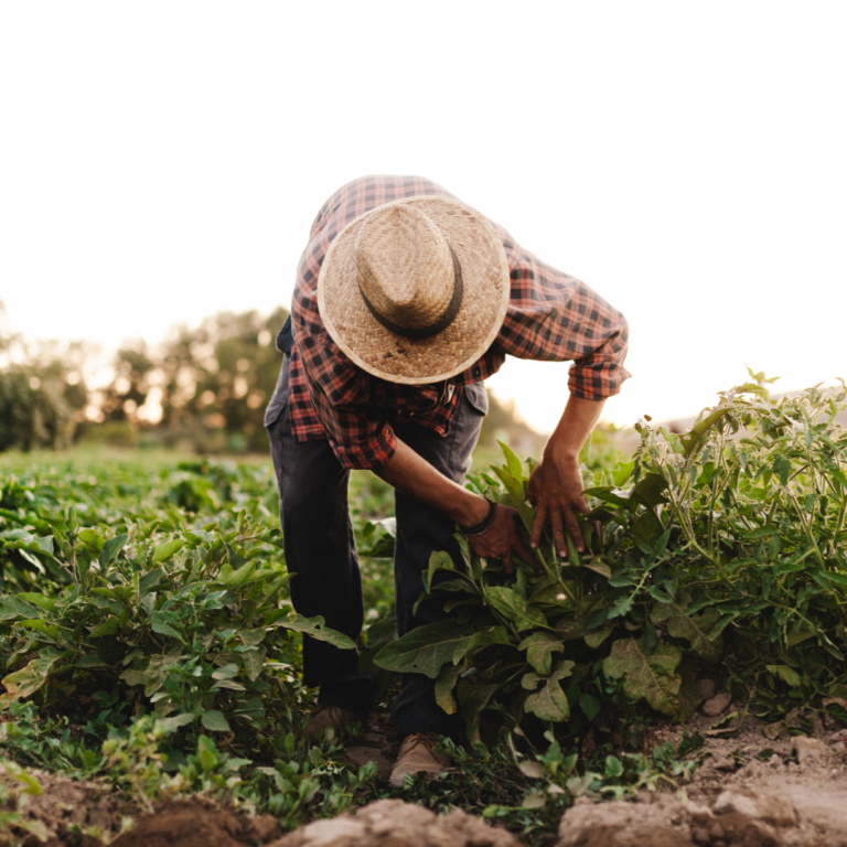 petite et moyenne agriculture familiale