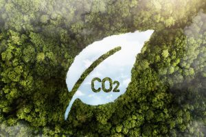 vue-des-arbres-de-la-foret-verte-avec-co2 vue-des-arbres-de-la-foret-verte-avec-co2